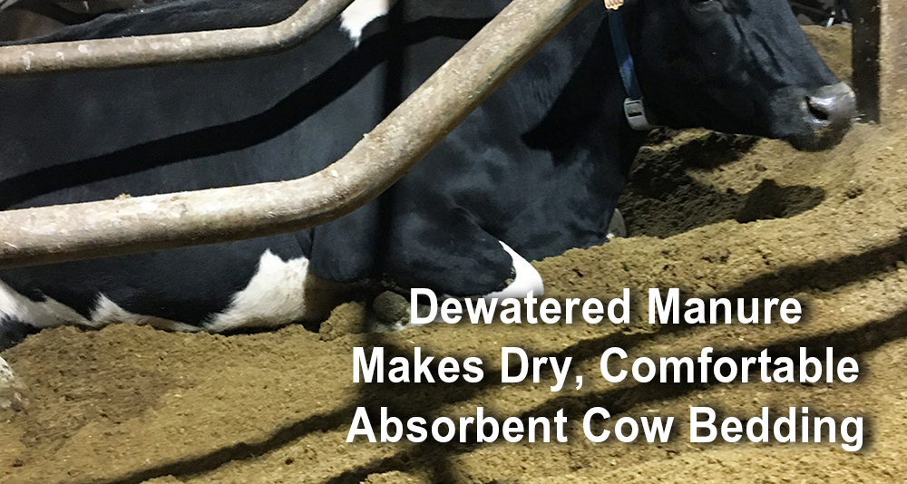 Dry_Cow_Bedding